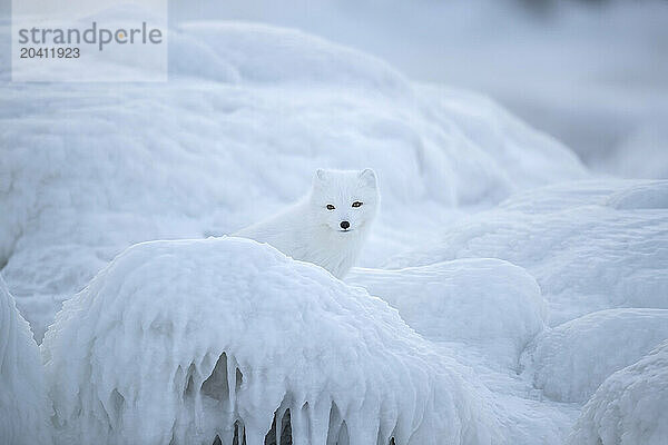 Arctic fox  Churchill  Manitoba