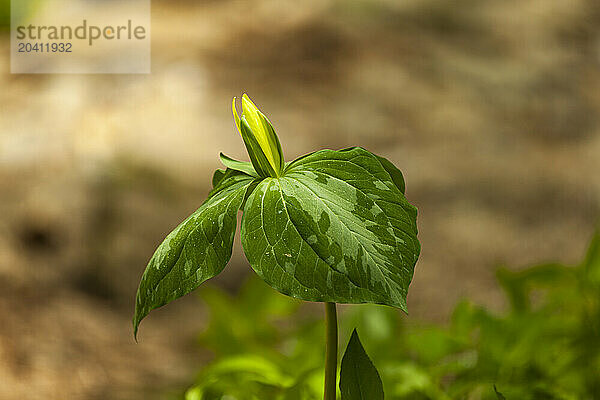 Yellow Trillium at White Oak Sink in the Great Smoky Mountains during Spring