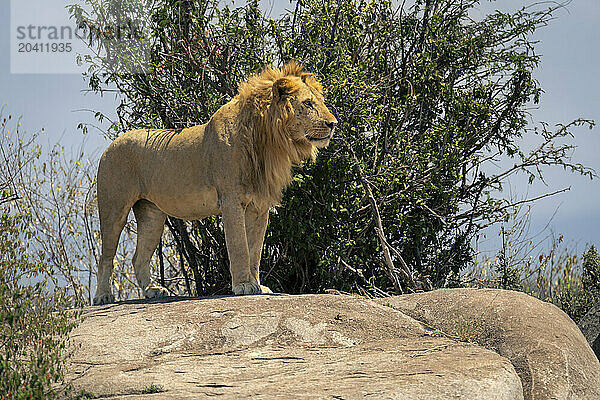 Male lion standing on kopje near bushes