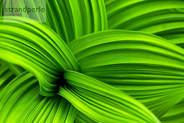 Extreme close up of large grooved leaves