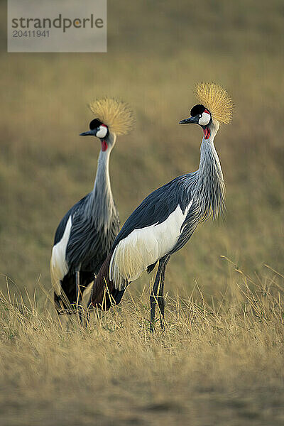 Two grey crowned cranes side-by-side in savannah