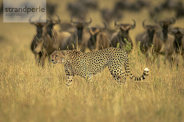 Cheetah walks past line of blue wildebeest