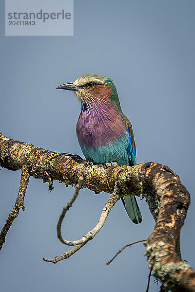 Lilac-breasted roller on twig under blue sky