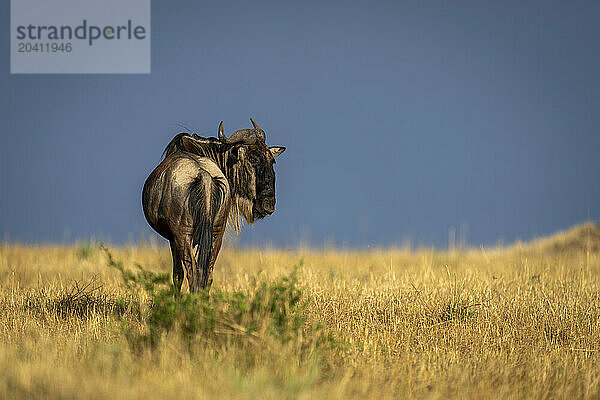 Blue wildebeest stands turning head under stormclouds