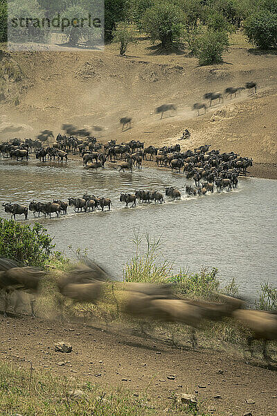 Slow pan of blue wildebeest in shallows