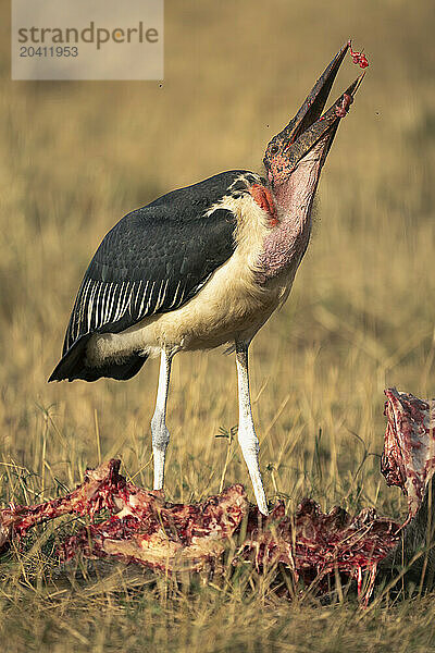 Marabou stork throws up flesh from wildebeest