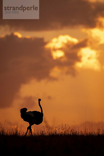 Male common ostrich walking silhouetted on horizon