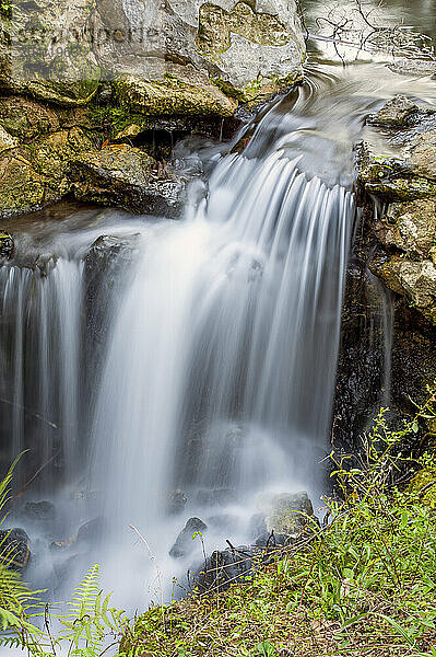 USA  Florida  Juniper Springs  Small waterfall