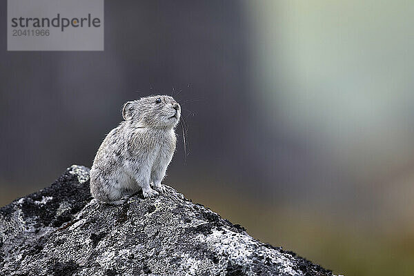 A collared pika  Ochotona collaris  stands watch high in Alaska's Hatcher Pass in the Talkeetna Mountains north of Palmer. Pikas are not rodents but lagomorphs  like snowshoe hares. Some call them rock rabbits. Pikas gather grasses and other flora for winter food  preserving it by placing it out to dry before storing it. Pikas congregate in colonies in mountainous areas  living in rock slides  talus slopes  or around large boulders  usually with meadows or patches of vegetation in the vicinity.