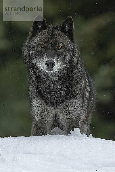 Wolf in the wild making eye contact.
Canis Lupus