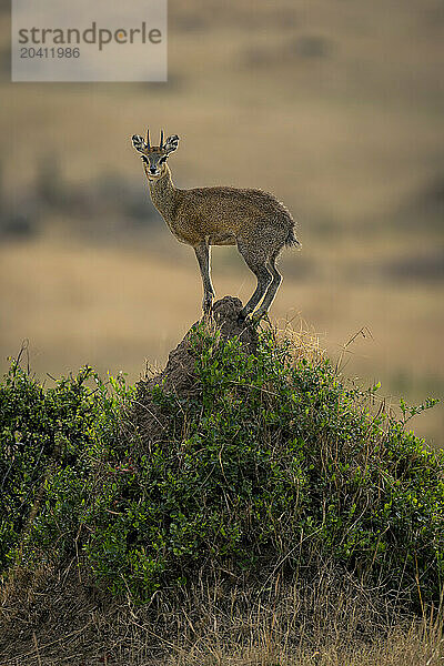 Klipspringer stands on termite mound watching camera