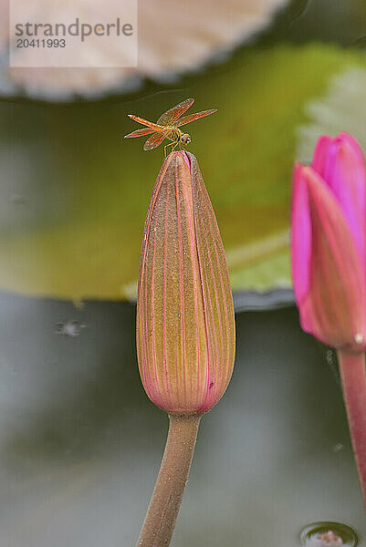 Dragonfly on water lily in Lotus Lake  Thailand.