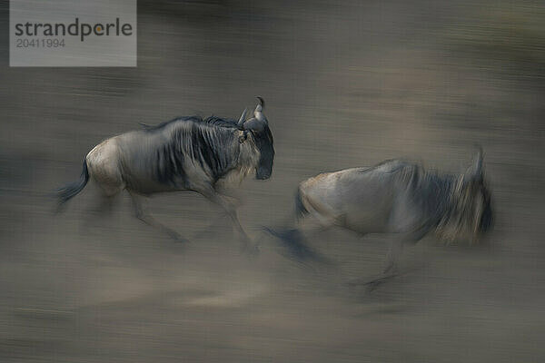 Slow pan of two wildebeest galloping together