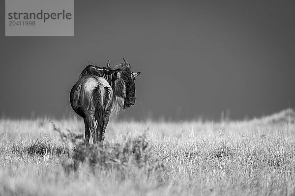 Mono wildebeest stands turning head under stormclouds