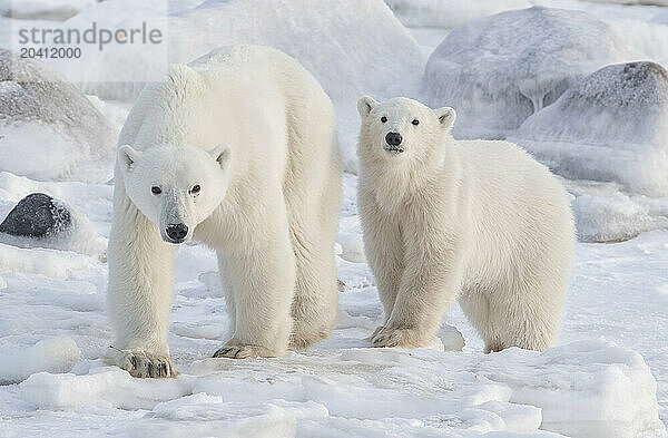 Polar bears in the snow  Churchill Manitoba