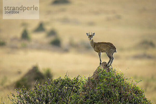 Klipspringer perches on termite mound in profile