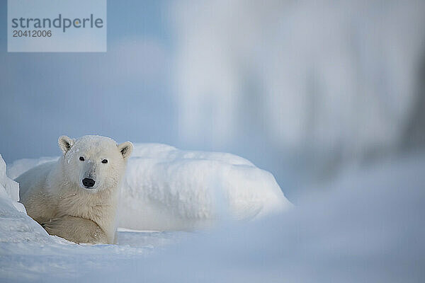 Polar bears in the snow  Churchill Manitoba