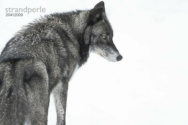 Wolf in the wild making eye contact.
Canis Lupus