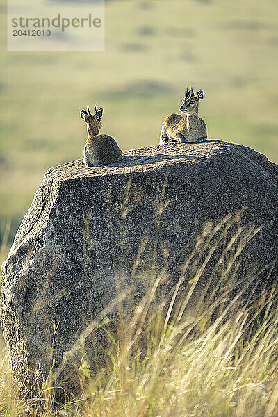 Two klipspringers lie on rock at dawn