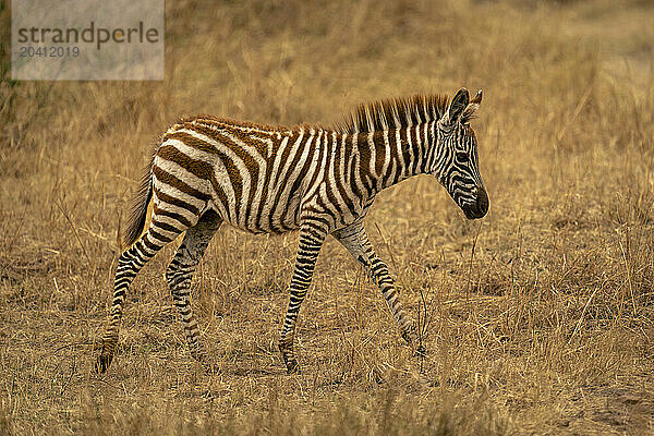 Plains zebra foal walks across grassy plain