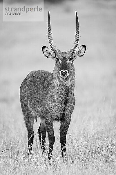 Mono defassa waterbuck stands looking to camera