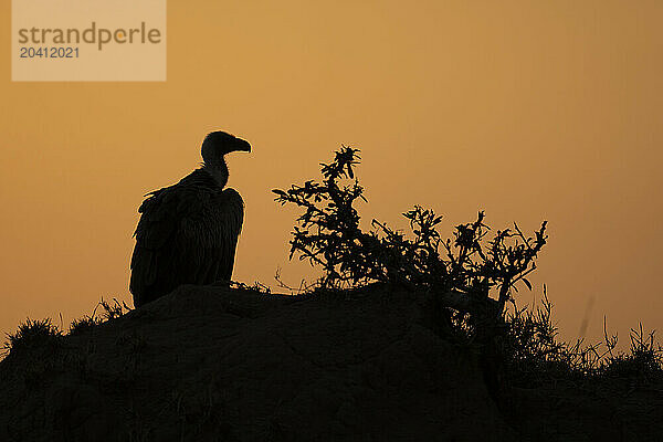 Ru¨ppell’s vulture silhouetted in profile on mound