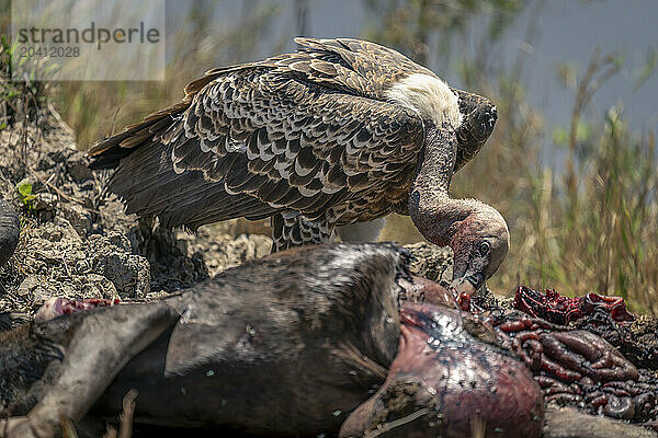 White-backed vulture on riverbank with wildebeest carcase