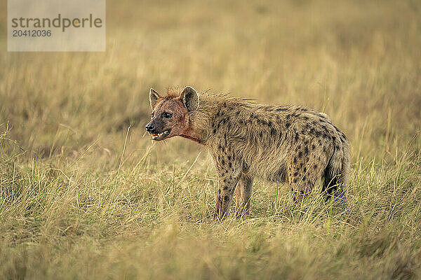 Spotted hyena stands in grass opening mouth