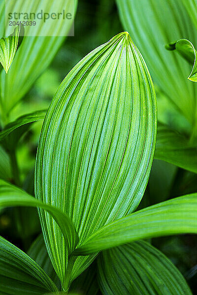 Close up of large green leaves with deep grooves