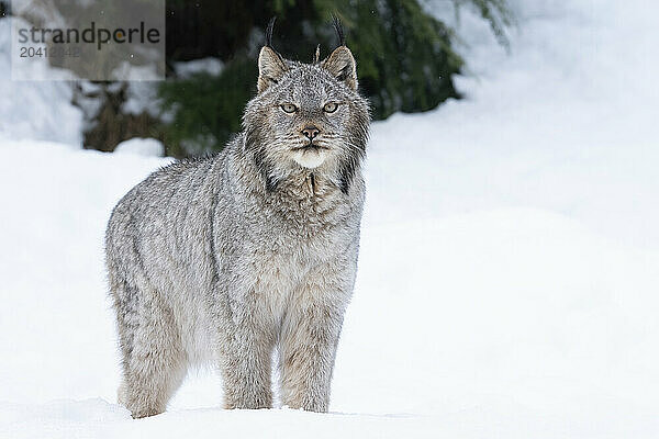 Canadian Lynx in the snow along the roadways of the Yukon.