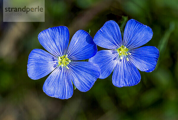 Close up of two flax blossoms