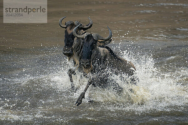 Two blue wildebeest crossing river creating spray