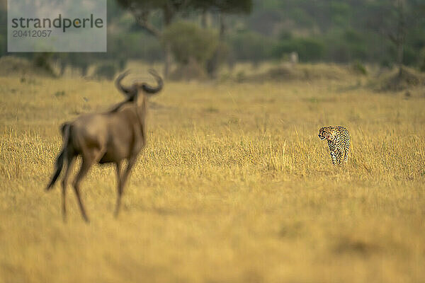 Blue wildebeest stands watching cheetah on grassland