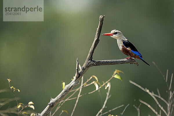 Grey-headed kingfisher leans forward on dead branch