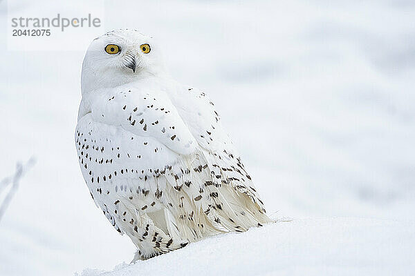 Snowy owl
Bubo scandiacus