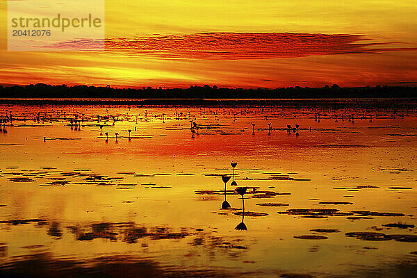 Beautiful sunrise on Pink Lotus Lake in Thailand.