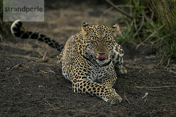 Female leopard lies on ground licking lips