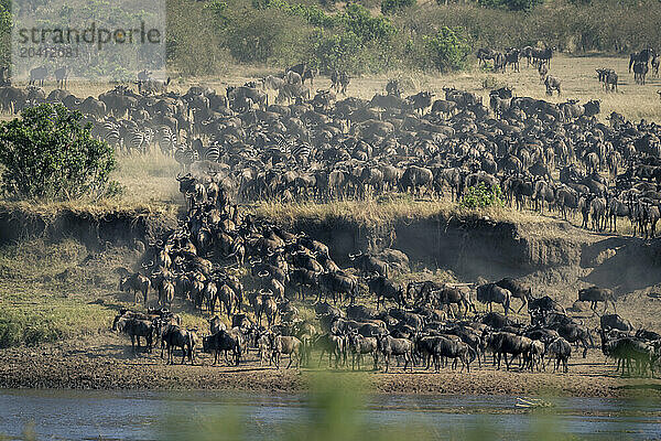 Blue wildebeest and plains zebra on riverbank