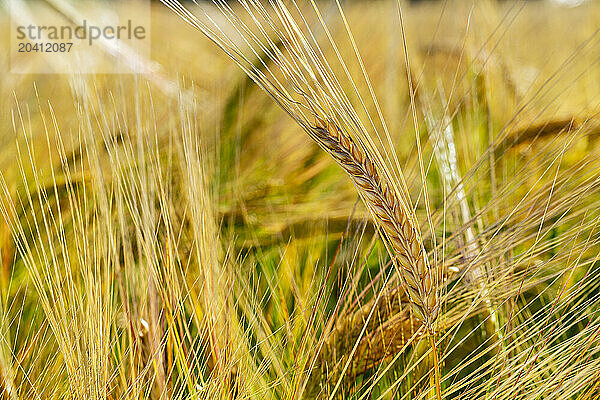 Close up of ripening barley heads in a field