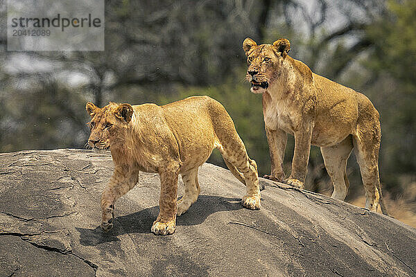 Two lions stand on rock beside trees