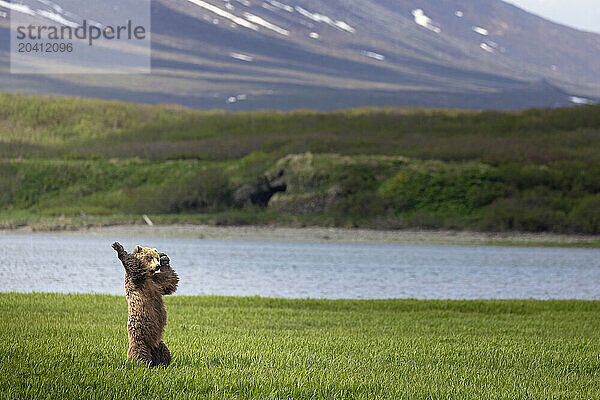 A brown bear  Ursus arctos  appears to dance to music only it can hear on the sedge flats overlooking McNeil Cove in southwestern Alaska.