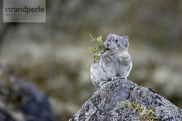 A collared pika  Ochotona collaris  pauses in mid-August with a sprig of wild berry stalk. This animal was photographed in Alaska's Hatcher Pass in the Talkeetna Mountains north of Palmer. Pikas eat grasses  small shrubs  and other forbs which they collect  dry  and put up for winter sustenance. Pikas are not rodents  but lagomorphs  like snowshoe hares  and are called rock rabbits by some. They congregate in colonies in mountainous areas  living in rock slides  talus slopes  or around large boulders  usually with meadows or patches of vegetation in the vicinity.