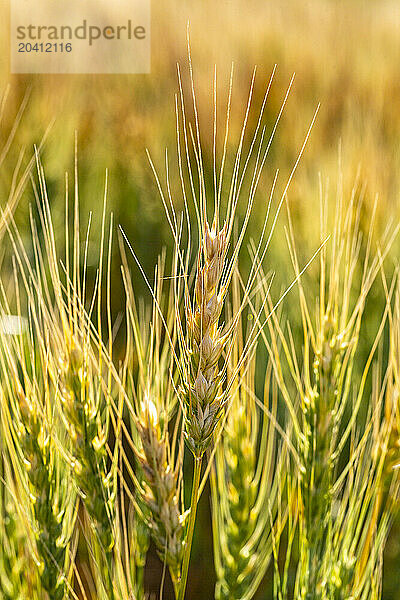 Close up of a rippening head of wheat glowing with warm light at sun rise