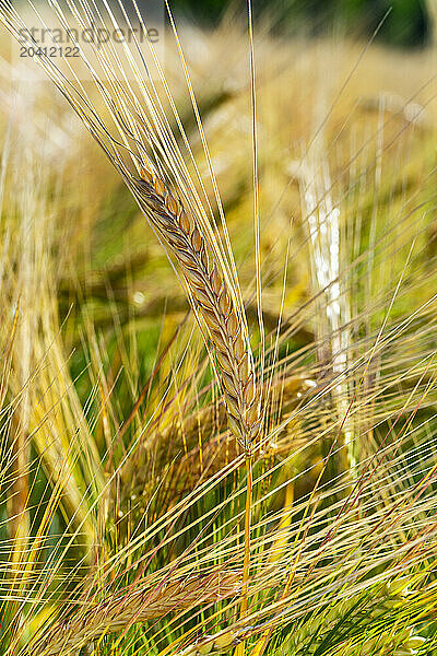 Close up of ripening barley heads in a field