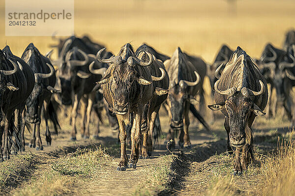 Blue wildebeest herd cross savannah in sunshine