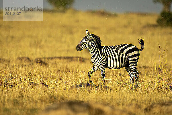 Plains zebra walks across savannah in sunshine