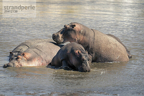 Five common hippopotamuses wallowing in muddy river