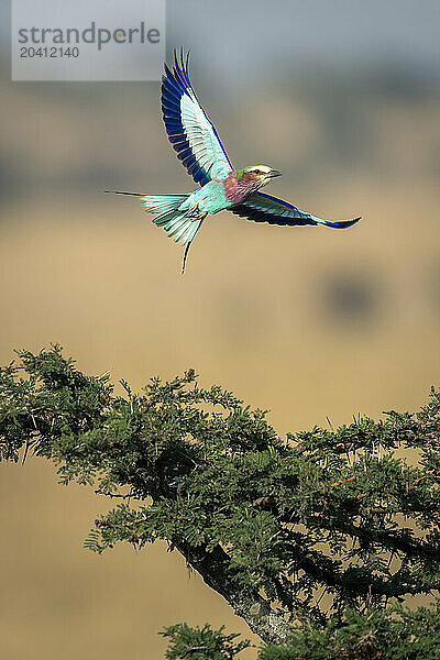 Lilac-breasted roller flies over thornbush spreading wings