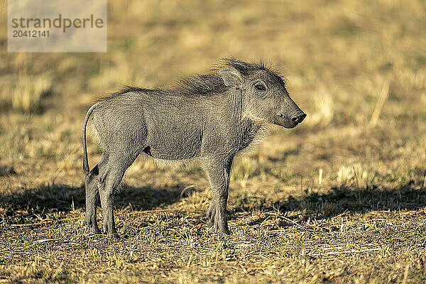 Common warthog piglet stands staring in profile