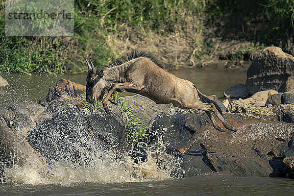 Blue wildebeest jumps into river from rocks